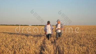 商人农民在田间讨论小麦作物，并在平板上查看时间表。 粗粮和粗粮